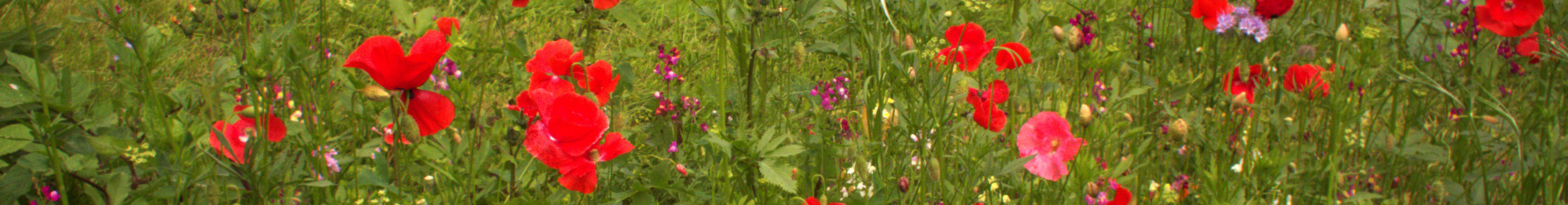 Poppies